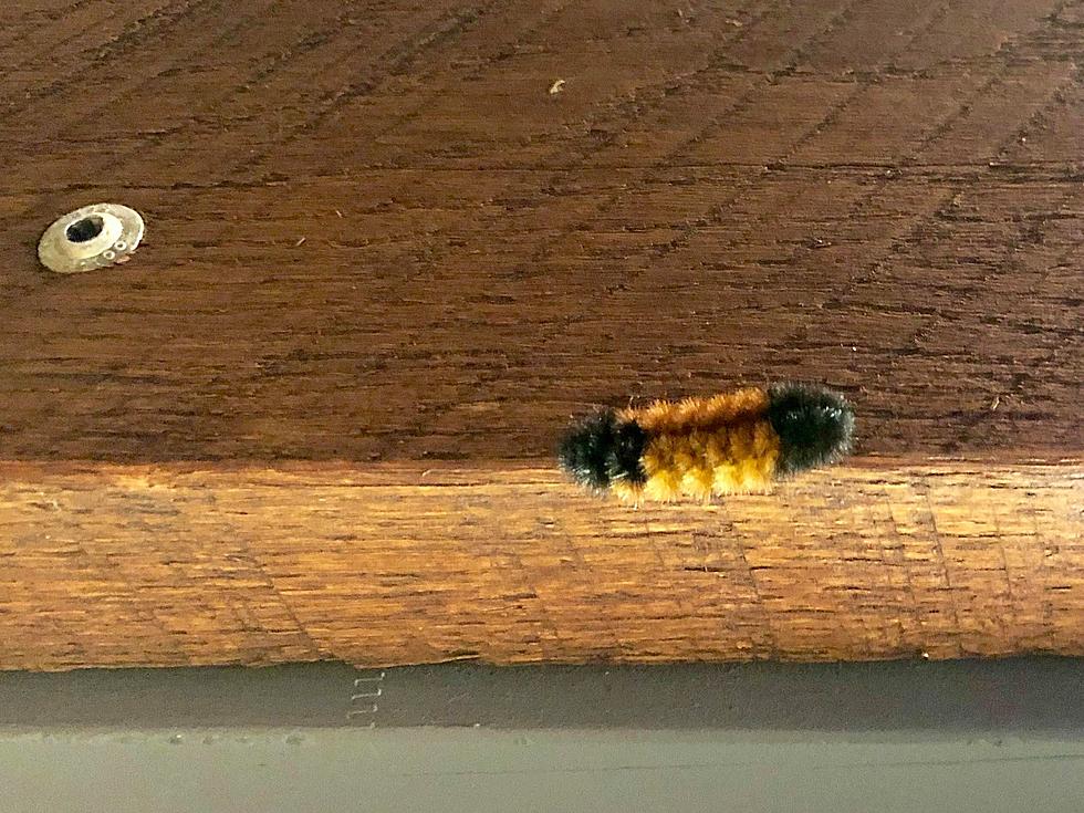 Minnesota Caterpillar Coloring Predicts Winter Forecast