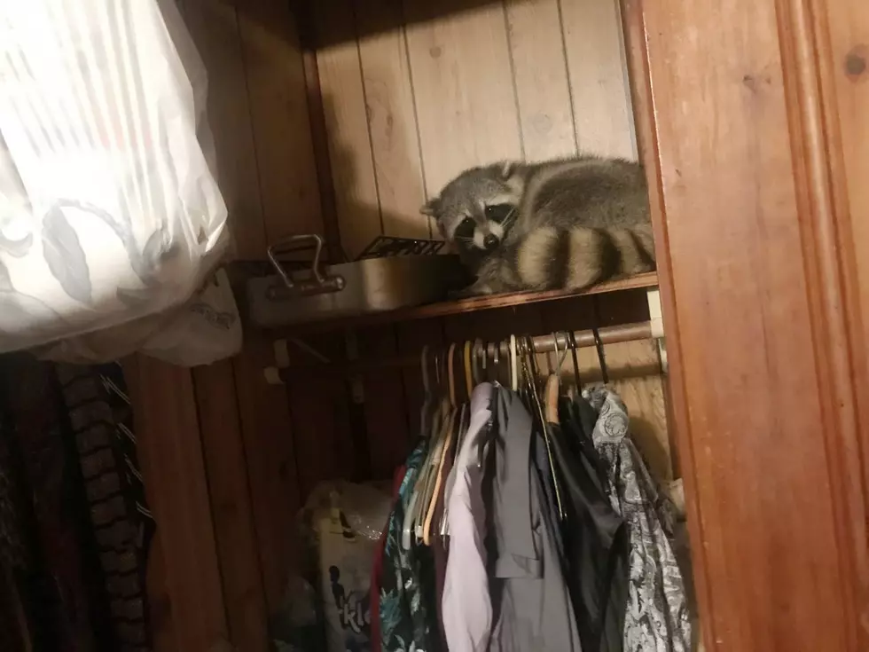 Minneapolis Police Called to Remove a Raccoon From a House Closet