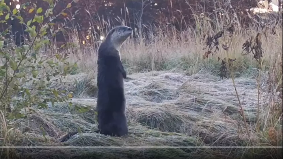 Adorable Otters Caught on Camera in Princeton [Watch]