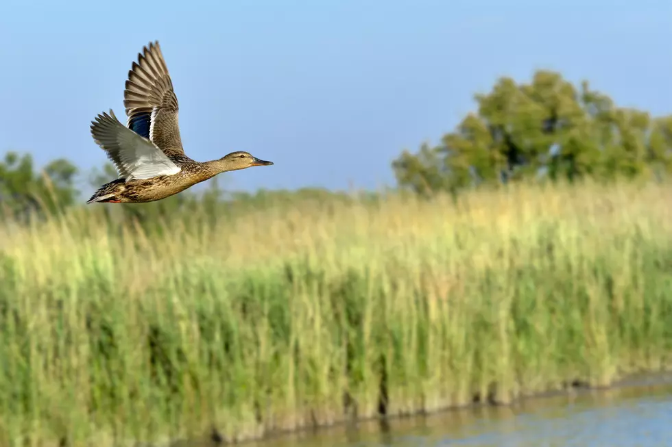 Flock of 600,000 Ducks Appears on Minnesota Radar Near Duluth