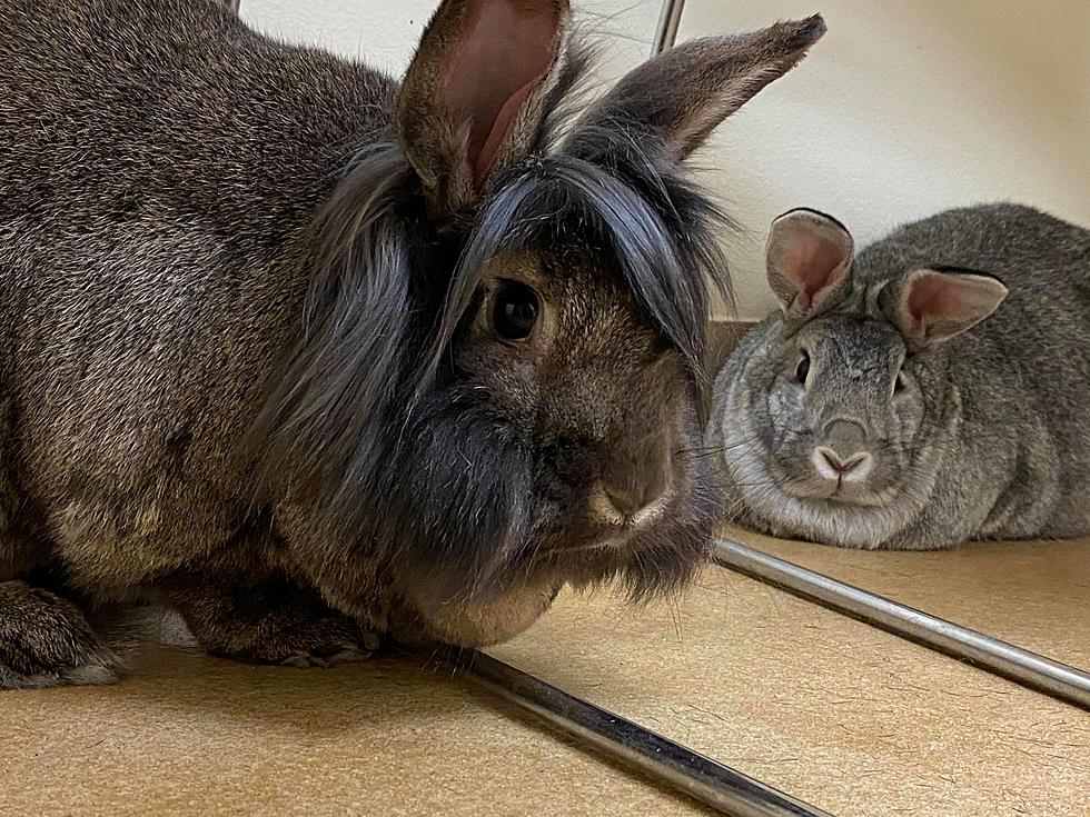 This Bunny with a Punk Rock Hairdo Is Waiting for a Home at TCHS