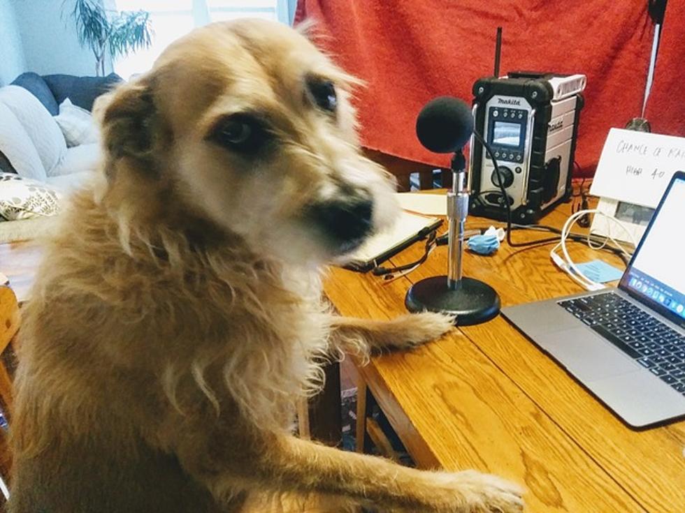 Meet the Rescue Dogs of 98.1