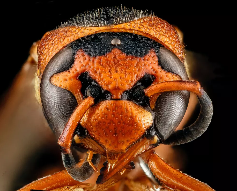 ‘Murder Hornets’ are Now in North America; 2020 Just Won’t Let Up