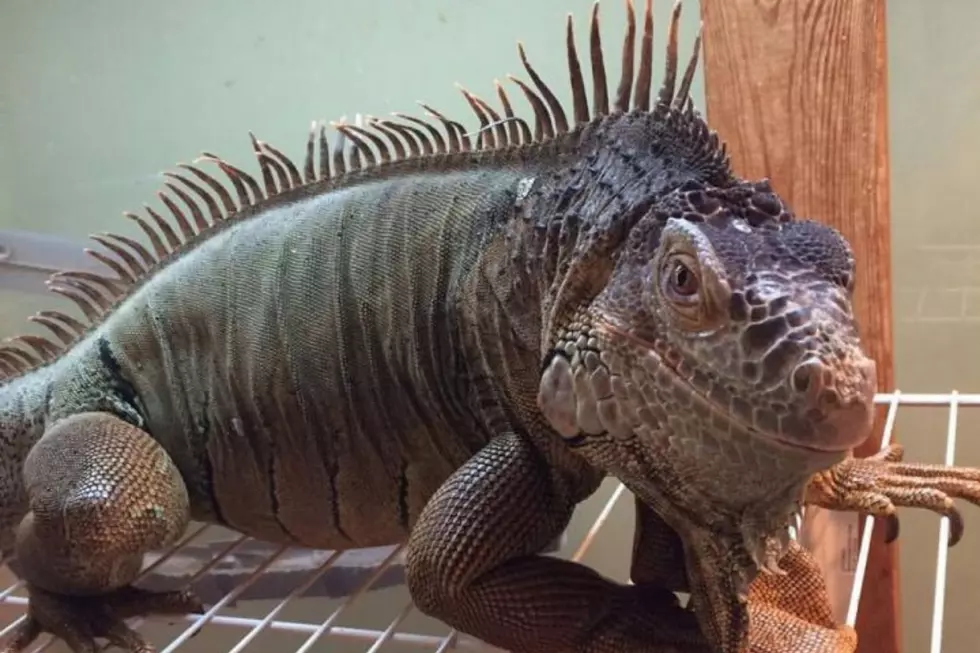 Six Iguanas are Looking For Forever Homes an Hour From St. Cloud