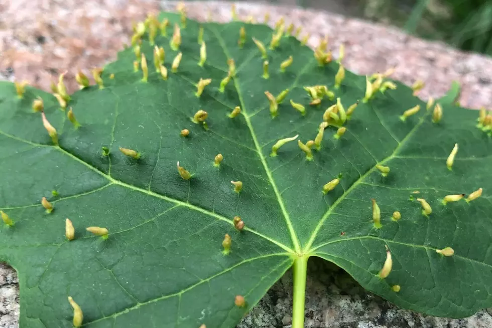Watch Out For These Weird Growths on Minnesota Tree Leaves