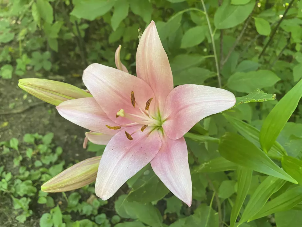 Check Your Lily Plants For This New Invasive Species in Minnesota