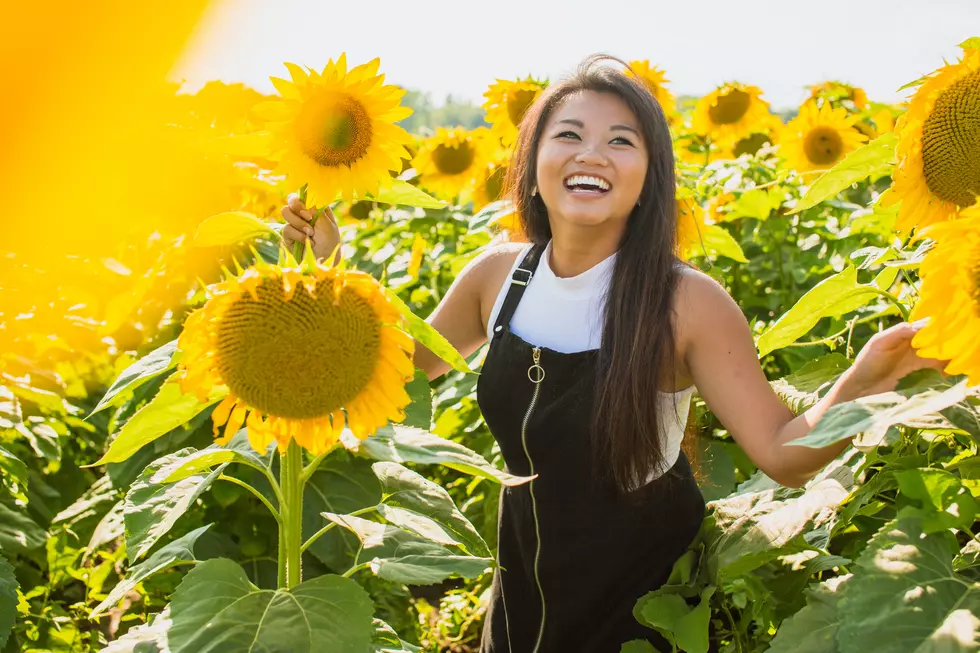 Where to Take Sunflower Field Pictures This Summer in Central MN