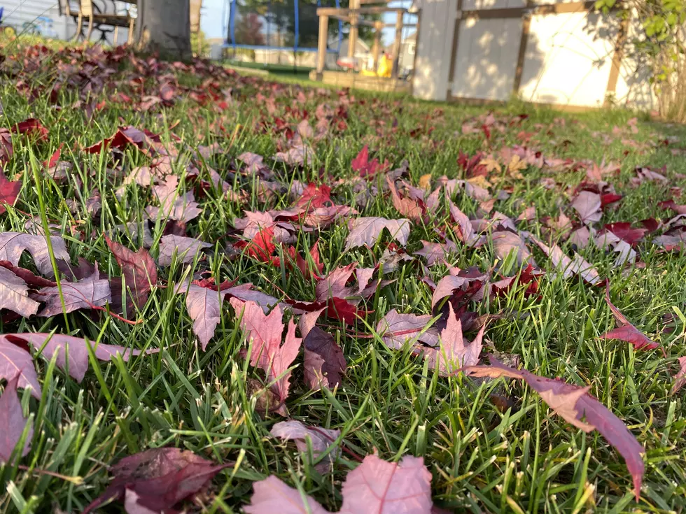5 Reasons NOT to Rake Your Leaves This Fall