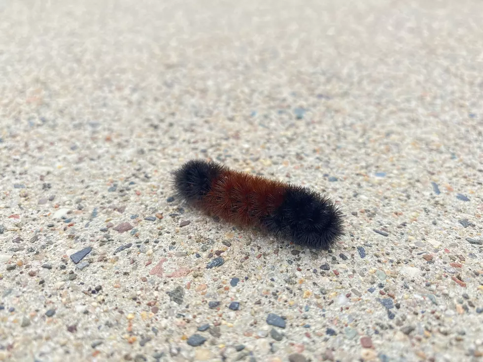 This Minnesota Caterpillar Can Predict the Upcoming Winter Forecast