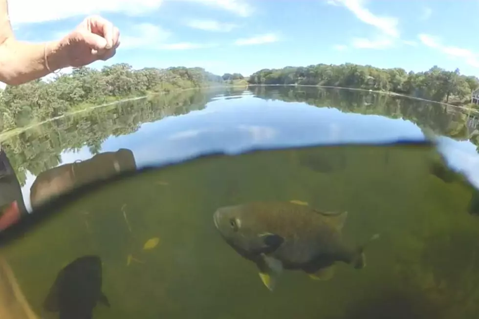 Minnesota Woman Has a Pet Sunfish in Her Lake