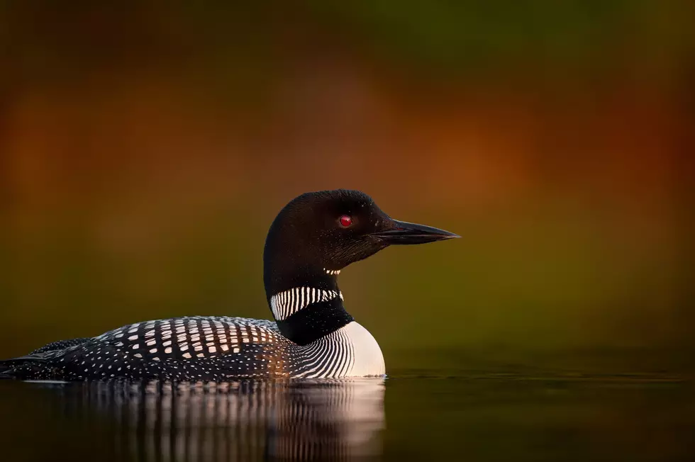 Find A Grounded Loon? Do These Things To Keep It Safe!