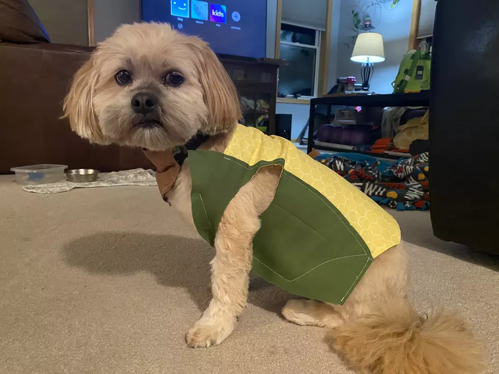 I Made My Dog a Corn Cob Costume for Halloween