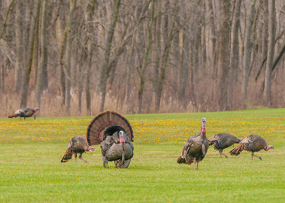 It’s Amazing To See How Many Turkeys Are In Minnesota