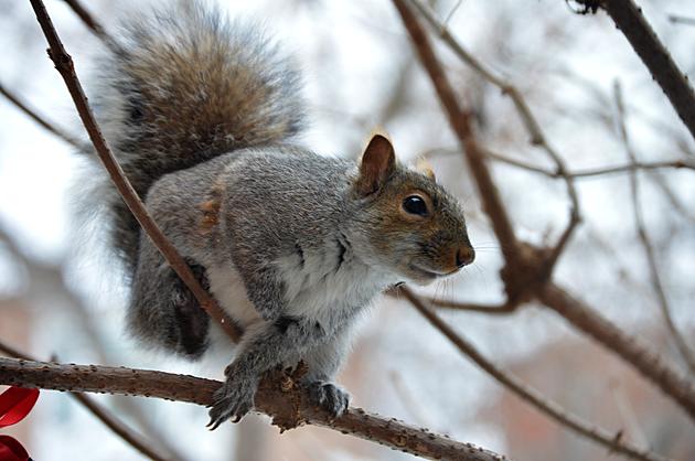 Squirrels Force St. Paul Park to Scale Back Holiday Lights