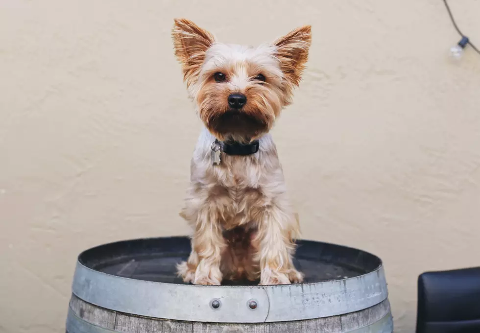Pet-Safe Wine for Your Valentine Cats & Dogs