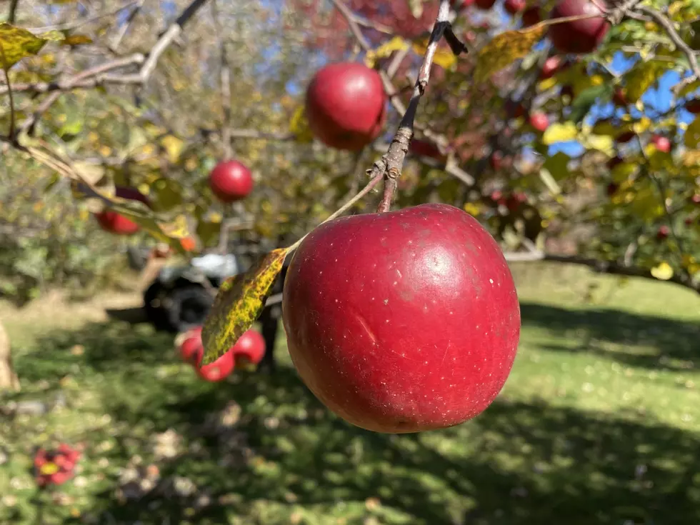 Minnesota Apple Shortage Expected This Fall - Blame The Drought