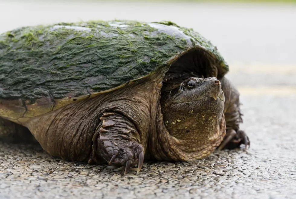 New Bill Aims to Stop Commercial Turtle Harvesting In Minnesota