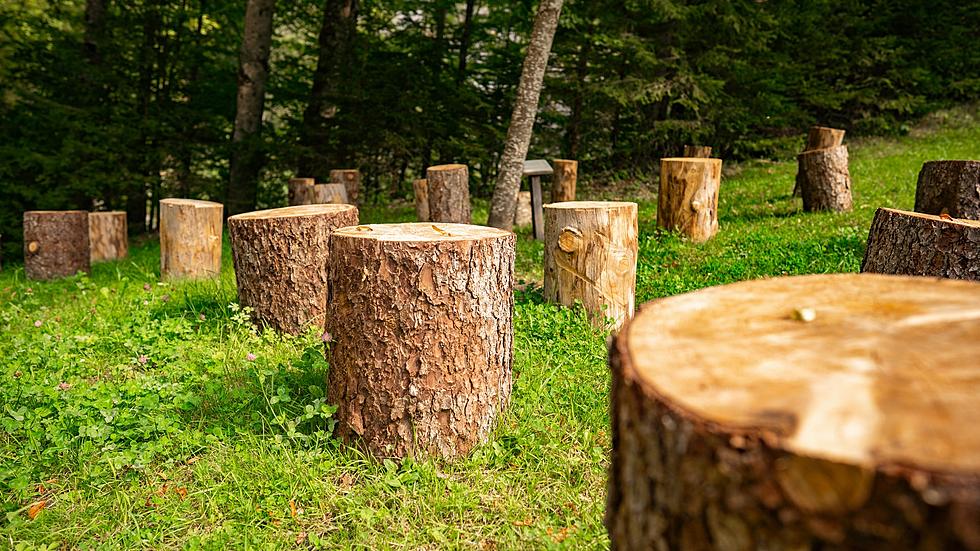 Minnesota Company Secures Trademark on Tree Stumps