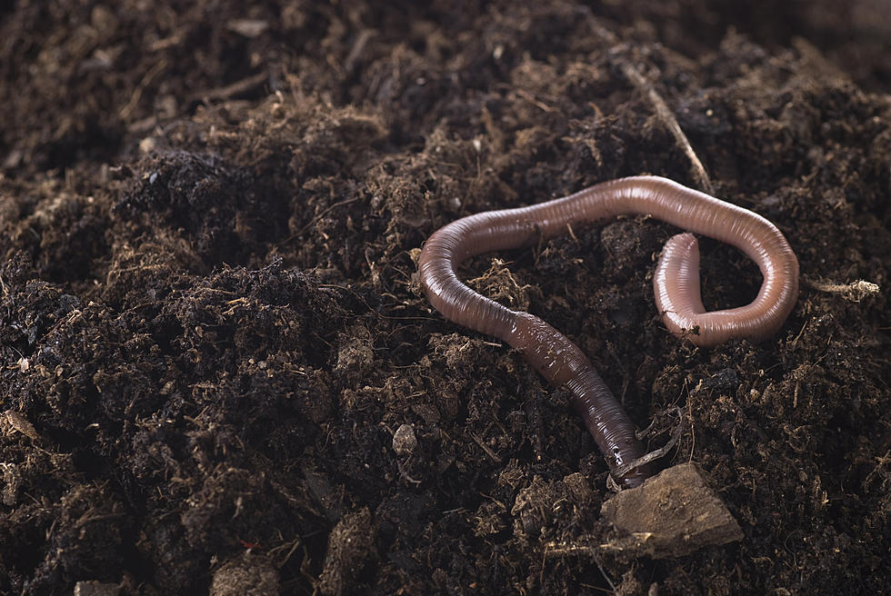 Watch for Invasive Jumping Worms in Your Minnesota Garden This Spring