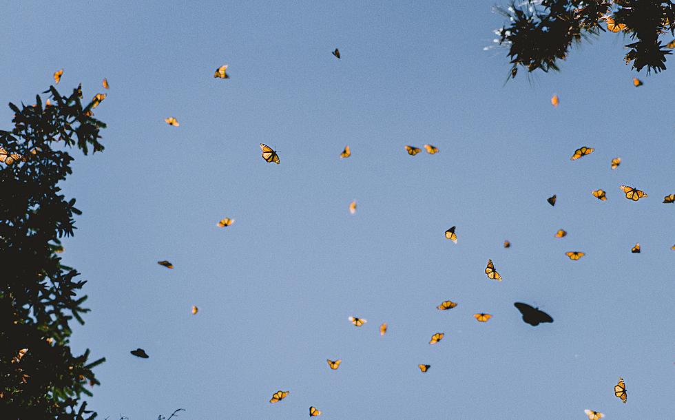Minnesota Zoo Releasing Endangered “Dakota Skipper” Butterflies into the Wild this Week