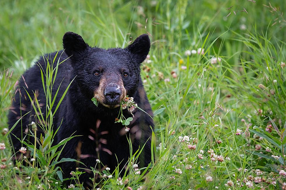 MN Fish and Wildlife: Watch for Bears While Driving at Night