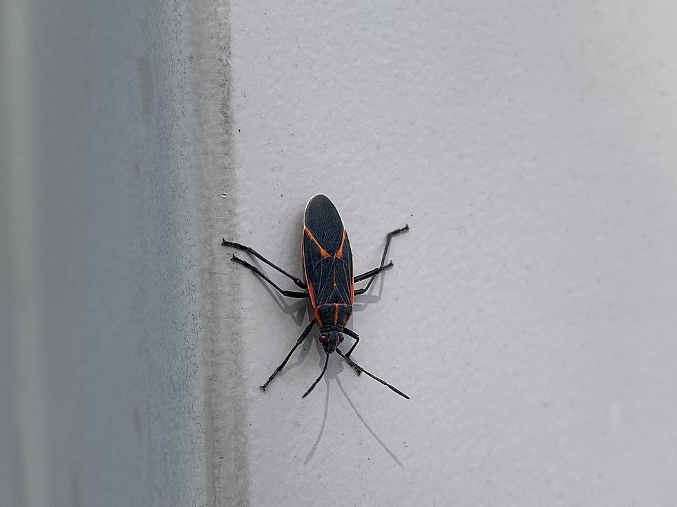 Yes, the Boxelder Bugs are Really Bad in Minnesota This Winter