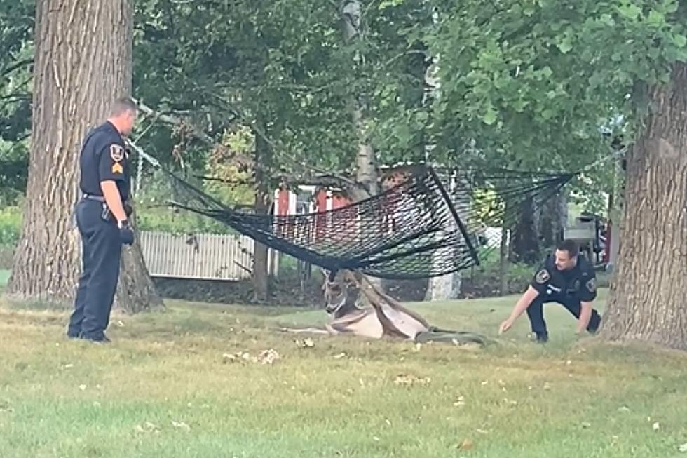 Grand Rapids, MN Police Free a Deer Stuck in a Hammock [WATCH]