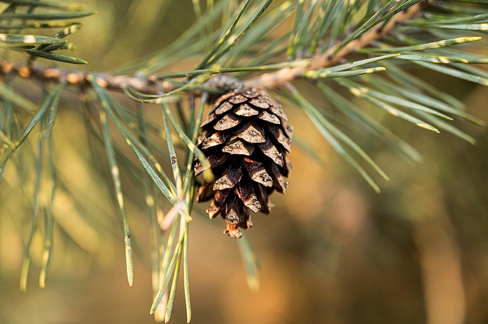 The Minnesota State Forest Nursery Will Buy Pine Cones From You