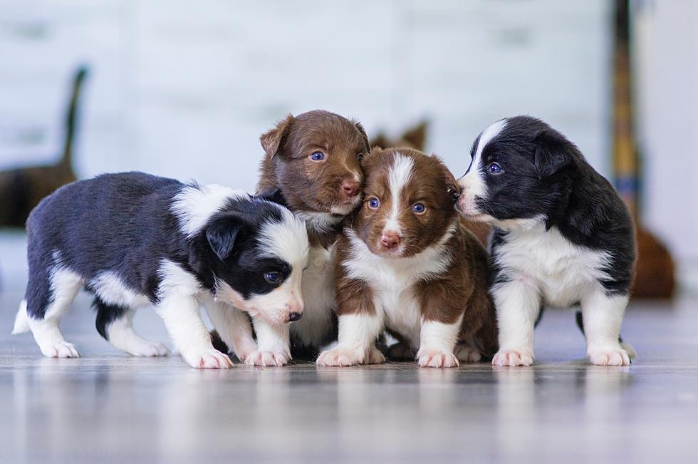 Puppies & Kittens? TCHS Needs Fosters For Mommas & Their Litters