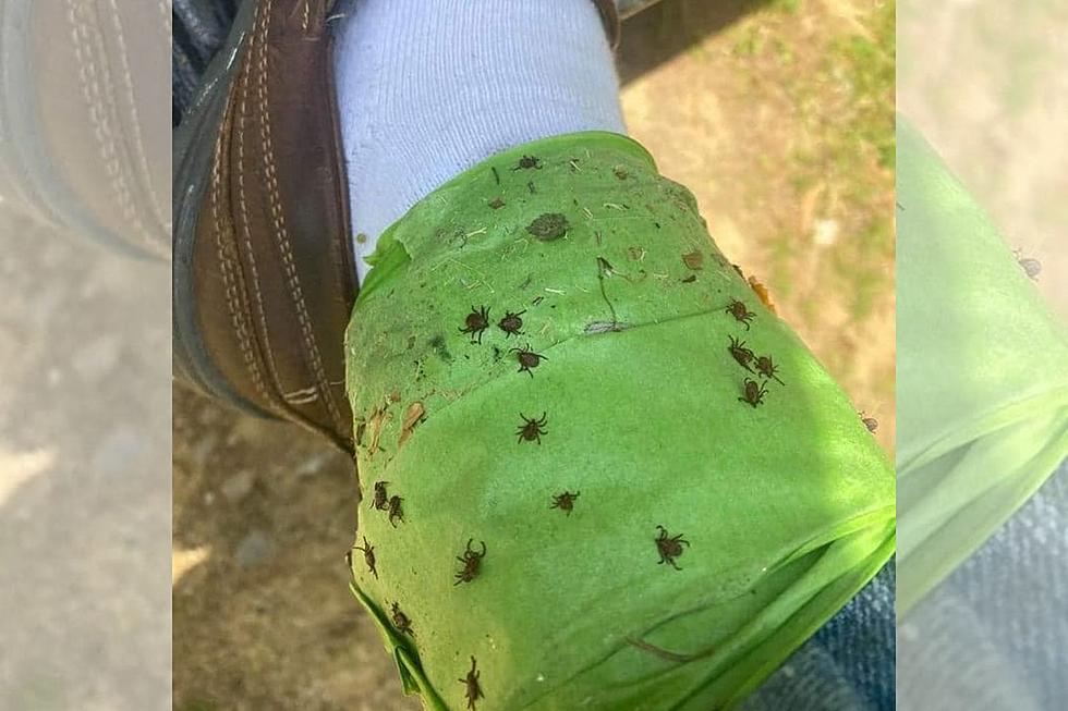 Stay Cautious Outdoors: Tick Season Starting Earlier Than Usual