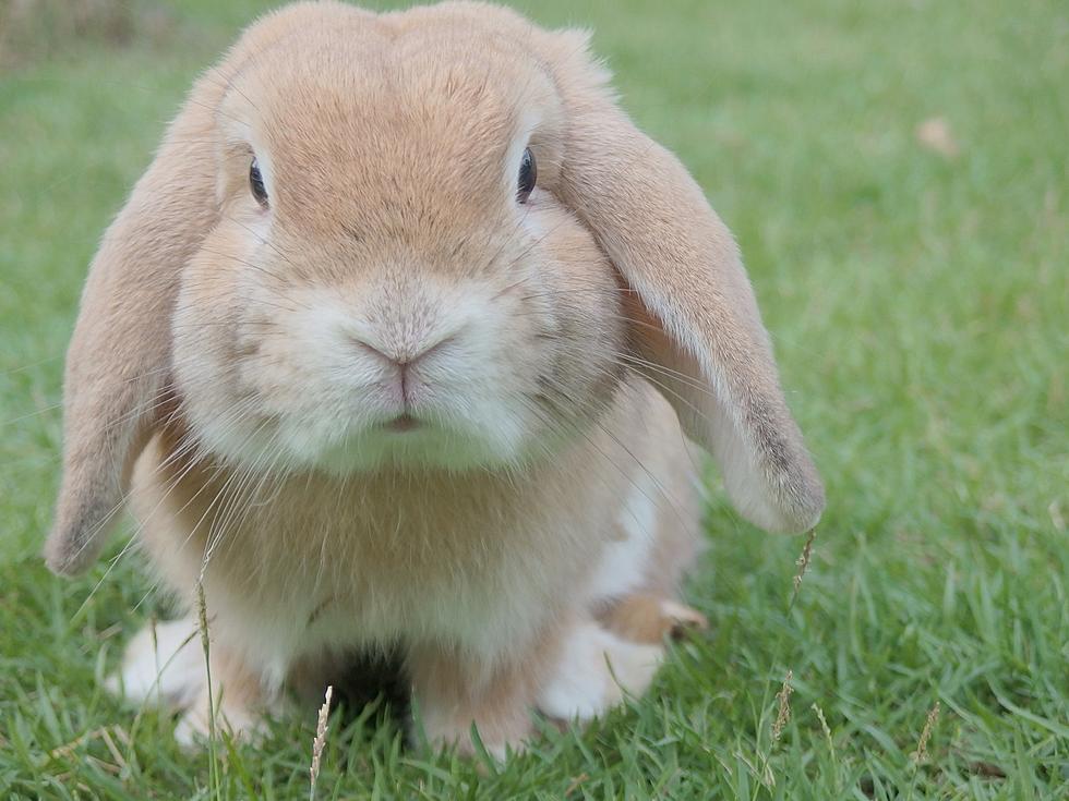 Chocolate Bunnies Vs Real Bunnies: Why Getting A Bunny Is A Bad Idea For Easter