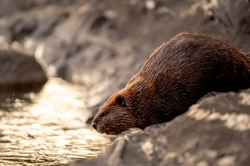 Newborn Baby Beavers Emerging From Their Den At The Minnesota Zoo