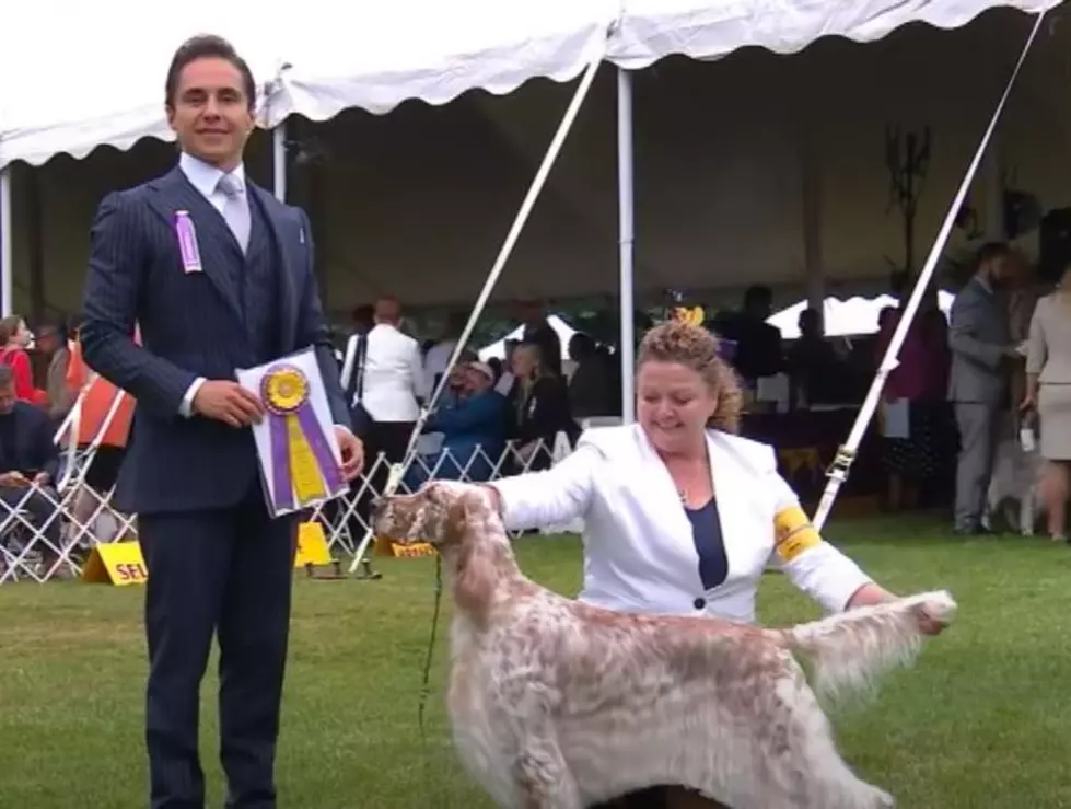 Minnesota Dog Takes The Top Spot In This Category At The Westminster Dog Show!