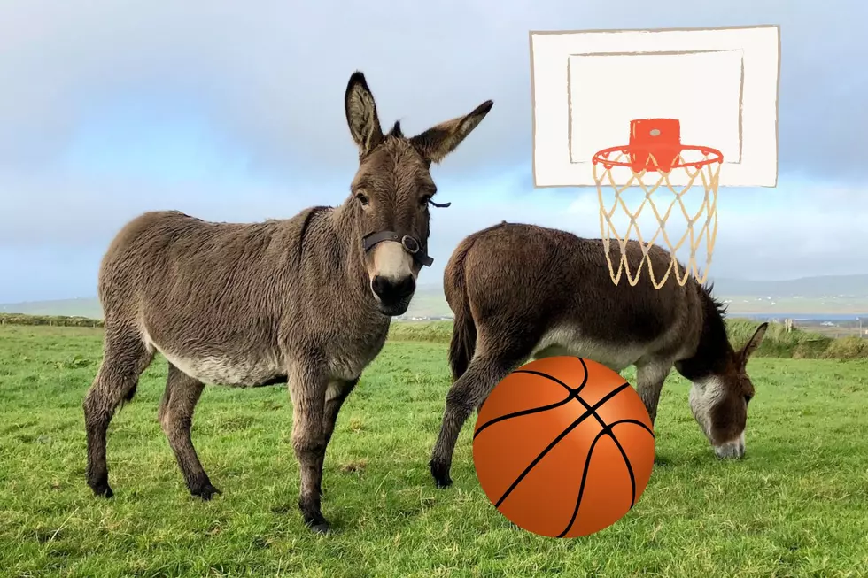 Donkey Basketball Taking Over Holdingford High School on Friday