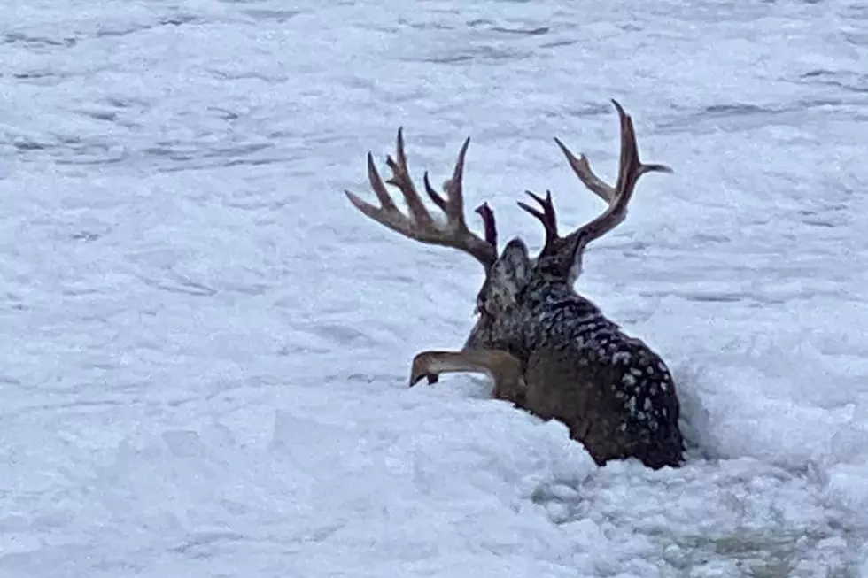 Watch The Unbelievable Rescue of 12+ Point Buck From Icy Water in Northern Minnesota