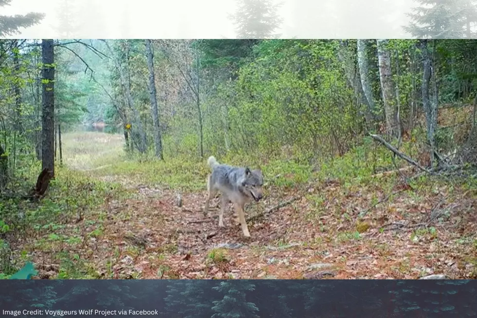 Carefully Placed Trail Camera Shows MN Researchers Wolves, Bears, and Moose