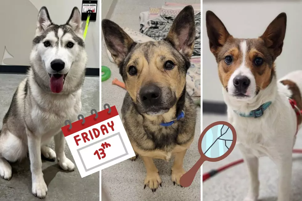 Tri-County Humane Society Offering $13 Adoption Fees on Adult Dogs This Weekend Only