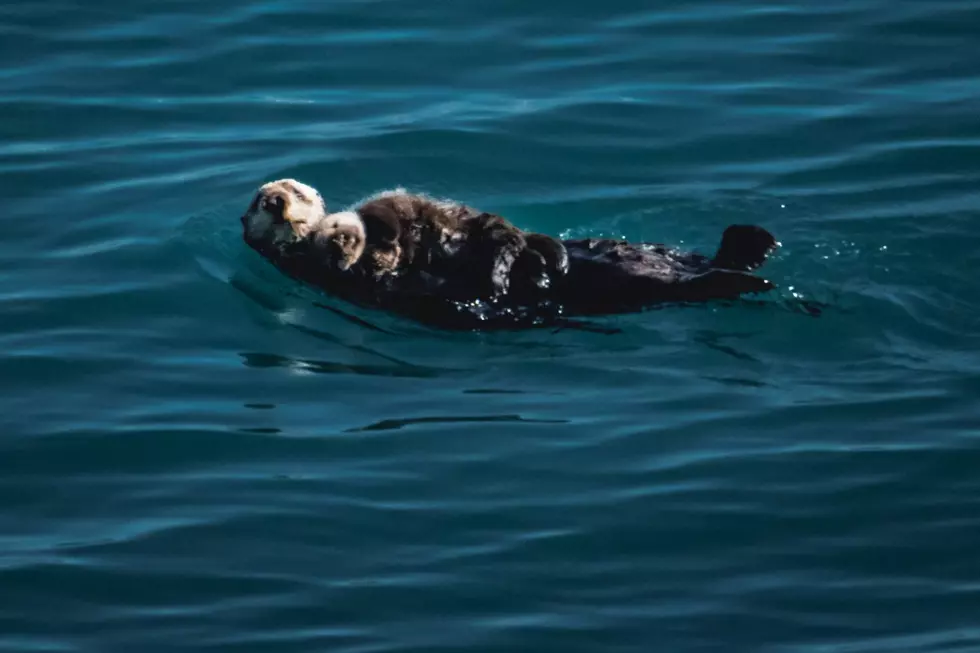 Watch Adorable Video of Otter Life In Northern Minnesota