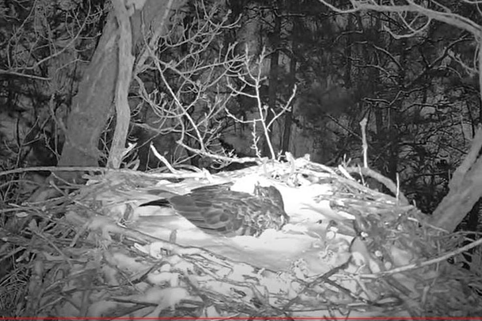 Minnesota DNR EagleCam Returns – Without a Nest