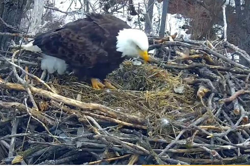 CRACKED! Minnesota EagleCam Egg Is Found Cracked – Are There Any Left?