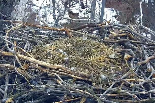 CRACKED! Minnesota EagleCam Egg Is Found Cracked &#8211; Are There Any Left?
