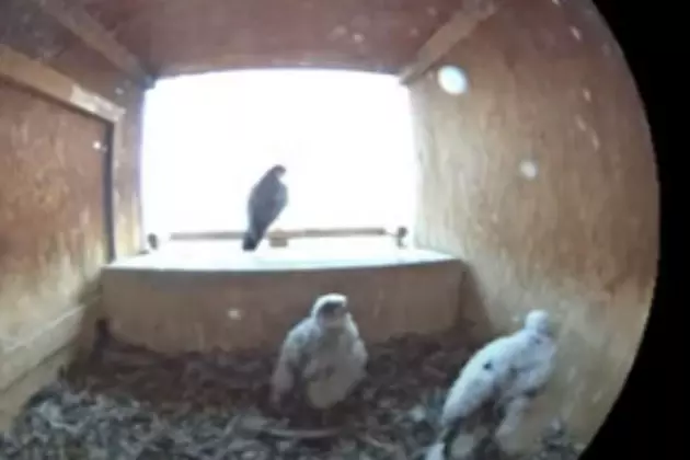 DNR Falcon Cam: Checking In On Our Baby Falcons