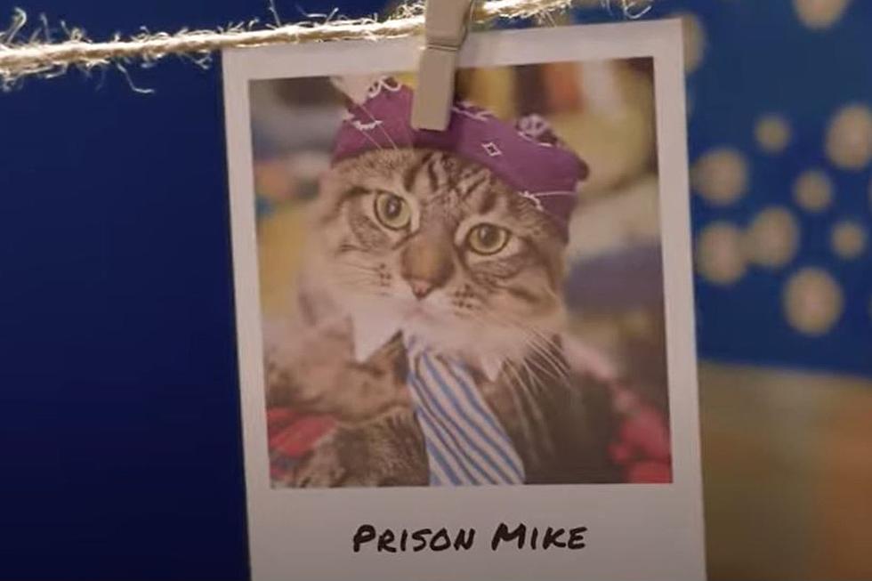 This Minnesota Cat Named ‘Prison Mike’ Could Win A National Competition