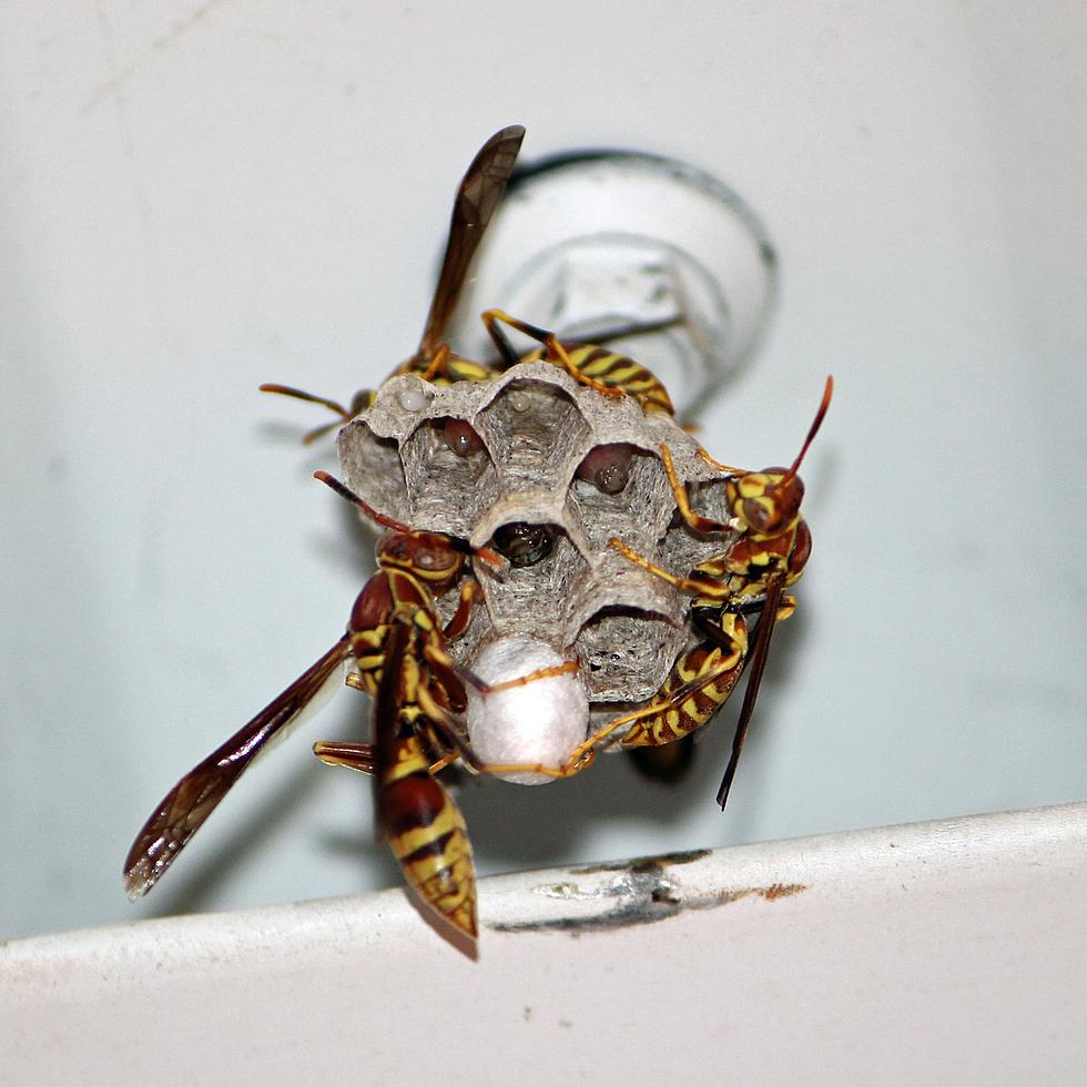 Ouch! Why Is Central Minnesota Seeing So Many Active Wasps Right Now?