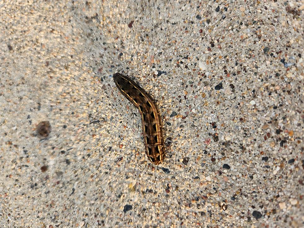If You See This MN Caterpillar, Can You Predict  Winter Weather?