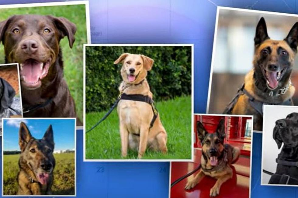 MSP Canine Cutie Featured in New TSA Canine Calendar