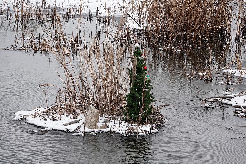 Miracle? Christmas Tree Erected In MN Wilderness Refuge