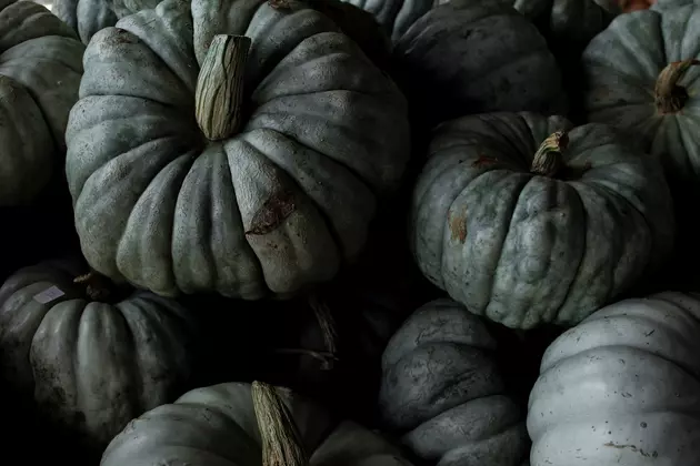 Forget The Paint Minnesota, You Can Now Grow Blue Pumpkins