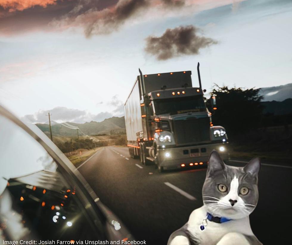 This AZ Truckers Cat Is Still Missing In The St. Cloud Area