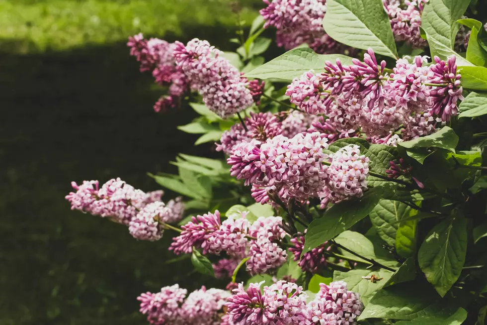 Step Into Serenity: The Lilac Labyrinth In Cold Spring Is Open Now